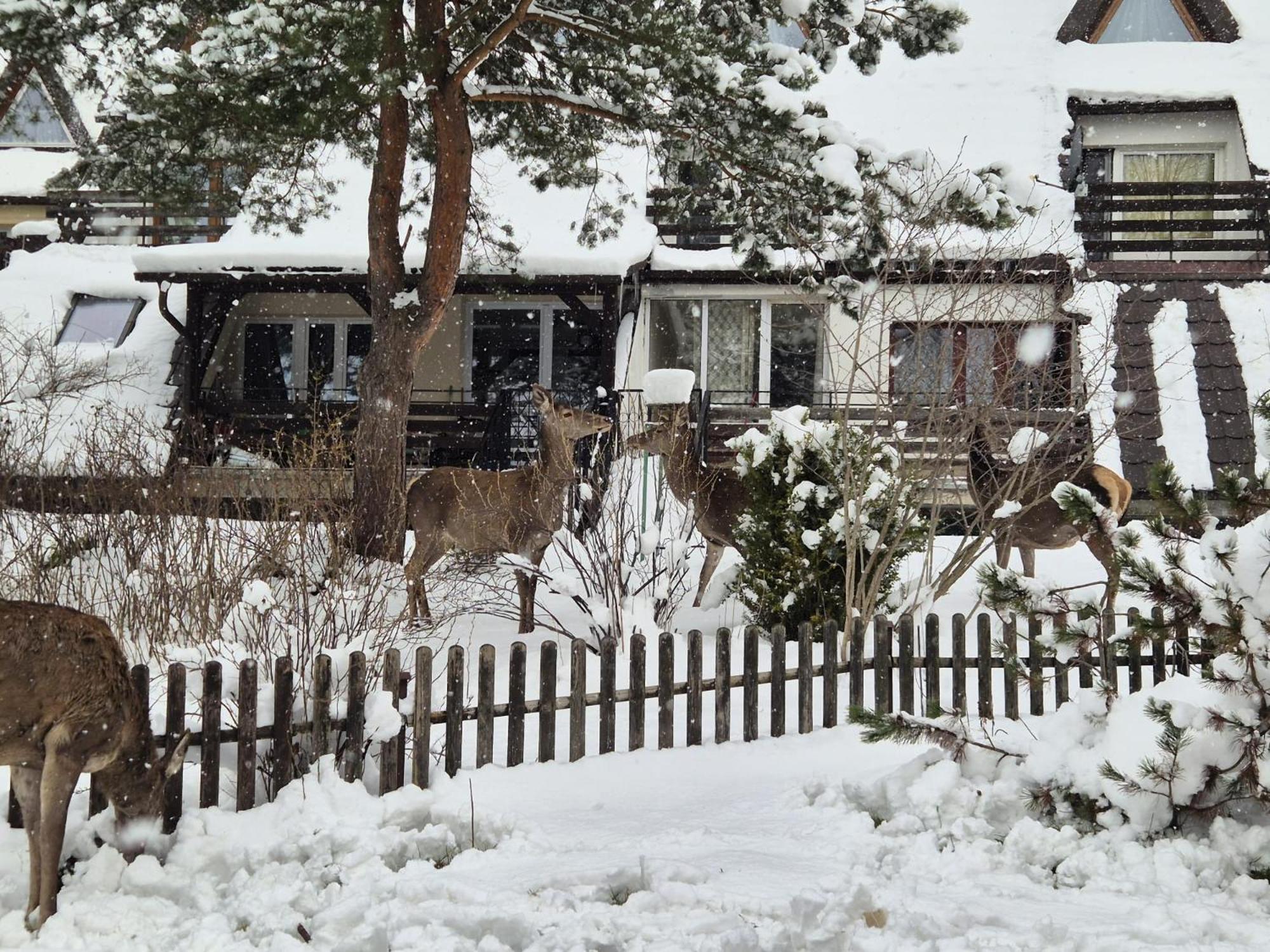 Apartament Wokol Stolu Zakopane Eksteriør billede